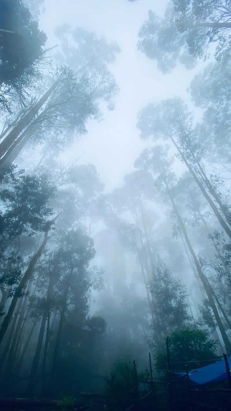 Kodaikanal the Princess of Hill Stations 1